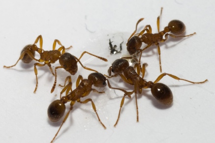 Уничтожение муравьев   в Покрове 