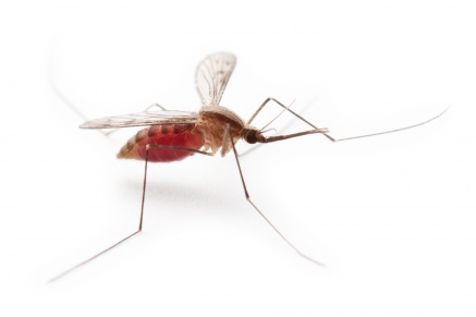 Уничтожение комаров   в Покрове 